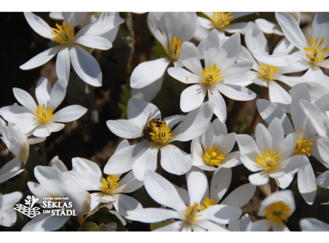 Sanguinaria canadensis